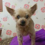 [재돌이] 시한부 선고 받은 재돌이의 주인을 애타게 찾고있습니다...