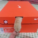 [순금순금] 행복한 고양이 순금이 :)