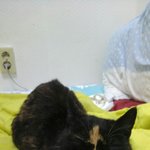 (전주)귀여운 개냥이 <b>미숙</b>이의 주인이 되어주세요!