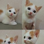 유기묘카페 커피타는 고양이 희망해 <b>모금</b>이 시작되었습니다
