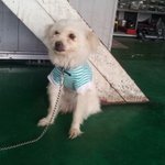 [유기견] [경기<b>군포</b>]강아지를 찾습니다..제발..