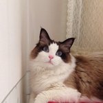 [탑과라떼] 라떼  매력 발산?