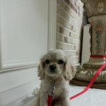 [<b>코카</b>해피] <b>코카</b>스파니엘 귀요미 해피 입니다.