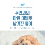 [유기견] [나주<b>천사</b>의집/푸들] 주인분께서 중환자실로 옮겨져,,...