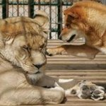 1초뒤가 궁금한 <b>동물사진</b>.jpg