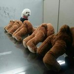 <b>모수</b>의 일상