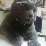 [그집고양이] 너란 고양이 2