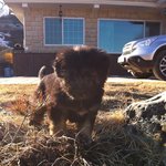 [만득써니] ️다리골 삽살개 만득이와 써니