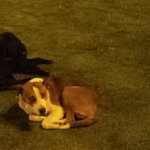 [라틴박우물] cusco광장 점유한 개들