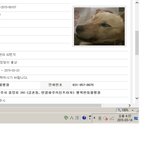 <b>총</b>상입은 <b>개</b> 리온이를 도와주세요.