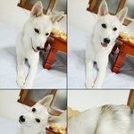 [꼭댓글부탁] 관악구봉천동 신림동 낙성대쪽에서 큰개보신분!