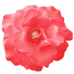 [해외언론] 호주 라트<b>로브</b>의과대학에서 펼친 국제위러브유운동본부(iwf...