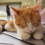 [유봉이네] <b>반려동물</b> 입양에 대해(유봉이네)