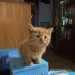 [순금순금] 땅콩순금이 샤워전.후~ :)