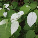 ####### 충격 진화론의 허구