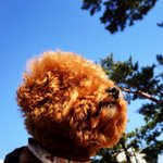 [곰돌이] 봄날의 곰돌이를 좋아하세요