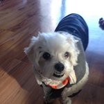 [유기견] [순천유기견보호소] <b>임보처</b>, 가족을 찾습니다!