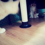 [뭉이사랑] [뭉이별이] 그들이 남매냥이 되기까지..