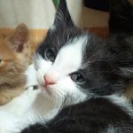 [순금순금] <b>미생</b>-한석율 고양이 버전