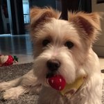 천사견, <b>로로</b>를 소개합니다^^