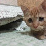 [순금순금] 순금이 가습기놀이 ~ :)