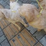 부산 연제구에서 강아지 두마리 잃어버리신 분~