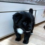 [믹스견콜라] 다문화견 콜라