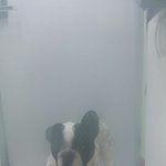 [주워온멍이] 청주 고가도로 근처에서 <b>불독</b> 발견했습니다.