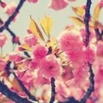 [댓글부탁해] 벚꽃배경<b>화면</b>!!