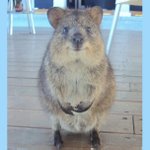 요즘 호주에서 유행하는 셀카찍기 졸긔