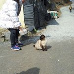 산에 가서 고양이를 버리지 말아주세요.