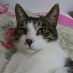 스모키 화장한 눈이 이쁜 냥이 에드의 <b>임보처</b>가 급합니다!