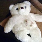 <b>보호색</b>을 가진 반려동물들