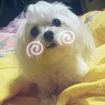 [동물] 강아지 자신이 없음 키우지마세요