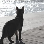 [아배붑] 고양이를 키우며 잃은 것들