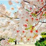 다들<b>봄</b><b>사진</b>있어? 여기서 짤줍해가