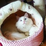 [솜이] 터키쉬앙고라 솜이 이야기1