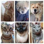 [쨔순] 애완<b>동물</b> 사랑하는분들....