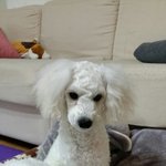 [몽실이찾기] 사랑하는 가족 몽실이