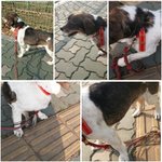 유기견을 <b>보호</b>하고 있습니다