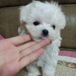 추가))2탄올렷어요ㅎㅎ잘부탁드려용 저희집 이쁘니들!!!!!ㅎ