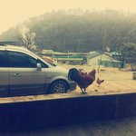 [만득써니] 다리골 삽살개 만득써니3 시골에피소드