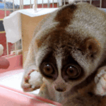 [EXO] 이 <b>동물</b> 졸귀지않니