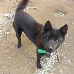 이 개가 <b>순종</b>이라는데 무슨종인지 아시는분?