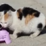 [반려동물] 길냥이 밥을 계속 줘야할까요?