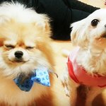 [포메라니안] 울 겸댕이 쵸코 신랑 찾아요~^^