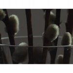 [EXO] 이거 무슨<b>나무</b>였지?