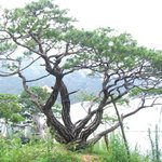 [EXO] 저희 <b>소나무</b> 이번에 컴백해요!