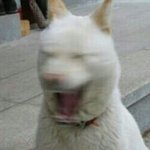 [EXO] 킁킁 어디서 <b>자작</b>냄새 나지않냐능?