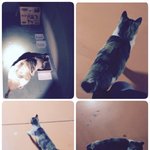 저는 주인한테 버림을 받는 <b>못난이</b> 랑이예요 (입양완료)
